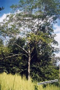 Rudraksha Old Tree